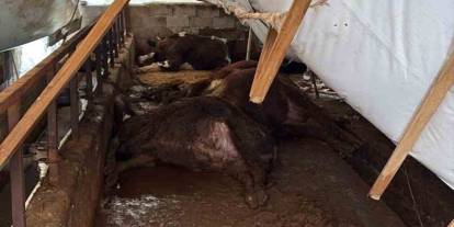 Karabük’te kar yükü ahırları çökertti: 7 büyükbaş telef oldu