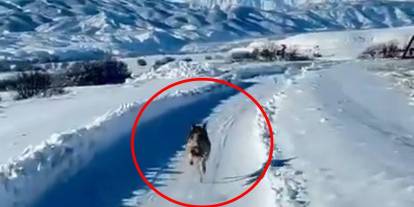 Karlı arazide ilginç anlar: Kurt, ambulansın önünde koştu