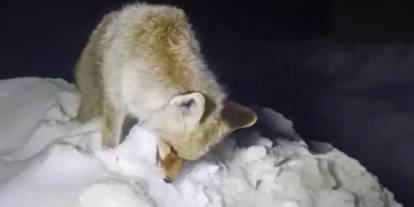 Yüksekova’da tilki ayakta donarak telef oldu