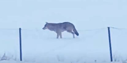 Ardahan’da 3 ayaklı kurt yiyecek ararken görüntülendi