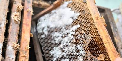 Manisa Büyükşehir’den selden etkilenen arıcıya kovan desteği