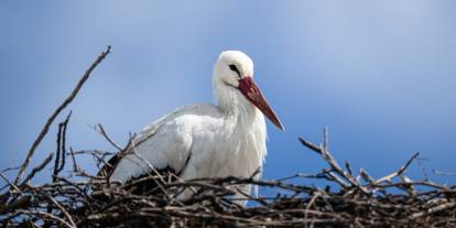 Yaren leyleğin eşi Nazlı Eskikaraağaç Köyü’ne geldi