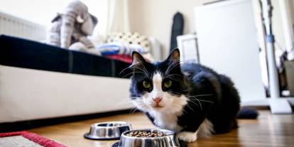 Dubai’de savaşın acımasız yüzü: Kaçanlar evcil hayvanlarını terk ediyor