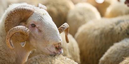 Kurbanlık alırken sadece fiyata bakmayın! En sık yapılan hata ortaya çıktı