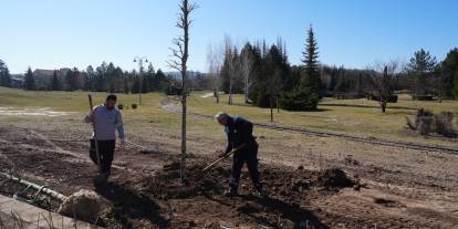 Sazova Parkı’nda çınar ağaçları toprakla buluşturuluyor