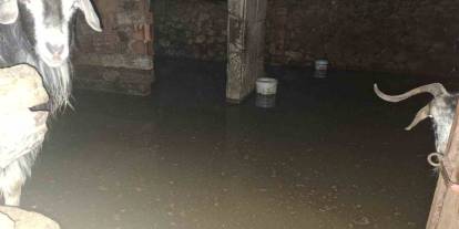 Bingöl’de sel ahırı bastı: İçler acısı görüntü