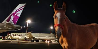 Savaşın gölgesinde dikkat çeken tahliye: Katar, 147 safkan yarış atını Avrupa’ya gönderdi