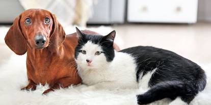 İtalya’da pati 'adımı': Evcil hayvanı hasta olana ücretli izin hakkı