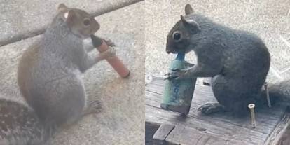 Sigara içen sincaplar şaşırttı! Görüntülerin arkasındaki gerçek ortaya çıktı