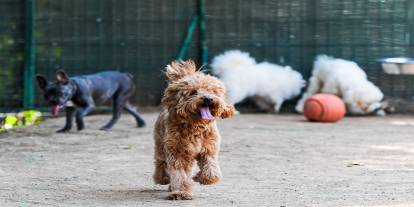 15 bin yıllık dostluk tescillendi: Köpeklerin sırrı bir çene kemiğinde