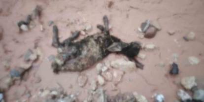 Şırnak'ta sel göçerleri vurdu