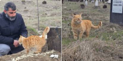 Ölümsüz sadakat: Kediler 9 gündür ölen sahibinin mezarında