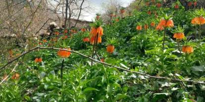 "Ağlayan gelin" çiçeği açtı: Ömrü sadece 1 ay! Koparmanın cezası 700 bin TL