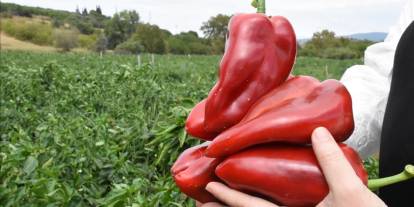 Tarlada 7 lira olan biber markette 200 lira oldu