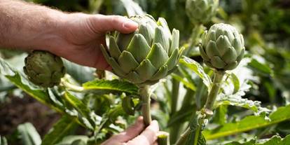 Enginar hasadı zirvede: Üretici kazanıyor, tüketici için faydaları saymakla bitmiyor