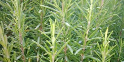 Biberiye yağı stresi azaltıyor mu? İşte kullanımındaki altın kurallar