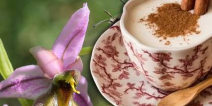 Salep uğruna yok oluyordu: Likya orkidesi ilk kez tohumdan üretildi! Gerçek salep nasıl anlaşılır?