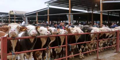 Bayram öncesi Balıkesir hayvan pazarları ikinci emre kadar kapatıldı