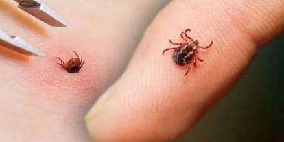 Havalar ısınmasıyla kene tehlikesi artıyor mu? Uzmanlar yaz ayları için uyardı