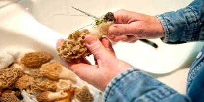 Doğada kendiliğin yetişiyor: Kuzugöbeği toplayana servet kazandırıyor