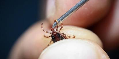 İstanbul’da yaz öncesi haşere alarmı: Valilik'ten genelge yayımlandı