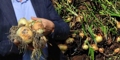 Adana’da turfanda soğan hasadı başladı: Turfanda soğan nedir? Neden erken çıkıyor, neden pahalı?