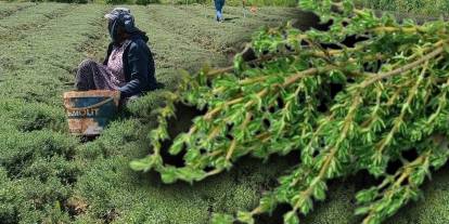 Zahter nedir, faydaları nelerdir? Altınözü’nde hasat başladı