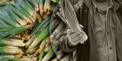 Doğal antibiyotik tezgahlarda: Çiriş otunun faydaları neler, hangi yemekler yapılır?