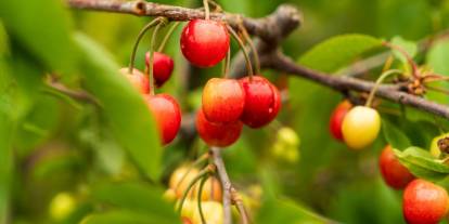 Manisa’da ilk kiraz rekor fiyata satıldı: Kirazın faydaları, ne kadar tüketilmeli? Sapı ve yaprağı ne işe yarar?