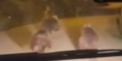 Kış uykusundan uyanan ayı ailesi kameralara yakalandı