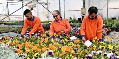 Antalya Muratpaşa’da Çiçek Desenleri Günleri için 130 bin dal çiçek hazırlanıyor