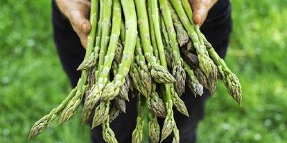 Kuşkonmaz neden bu kadar değerli? Hem sağlıklı hem kazançlı