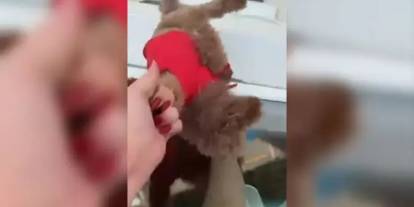 Başakşehir’de skandal olay: Pencereden sarkıttığı köpeği cama vurdu