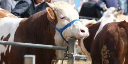 Kurbanlıkta fiyat şoku: Hisseler 40 bin TL'ye dayandı