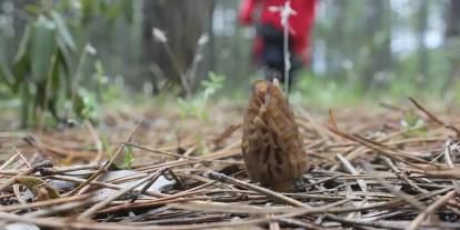 Kilosu 1.500 TL! Fiyatını duyan ormana akın etti