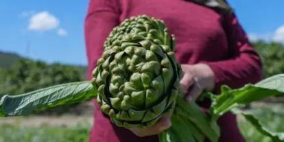 Hatay’da enginar hasadı yüz güldürdü: İşte enginarın faydaları ve doğru seçim rehberi