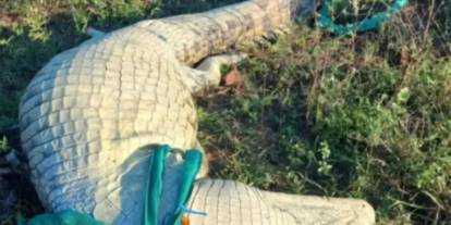 Dev timsahın midesinden çıkanlar şoke etti: Başka insan kalıntıları bulundu