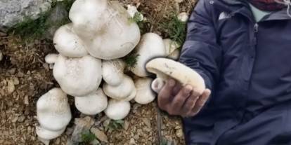 Altınla yarışıyor! Toplaması büyük sabır isteyen çaşır mantarının kilogramı 2 bin liraya ulaştı