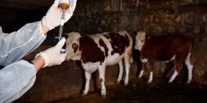 Ağrı’da şap alarmı: 30 gün süreyle kapatıldı