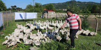 20 taneyle başladı 220’e ulaştı: 1 yılda kaz sayısını katladıkça katladı