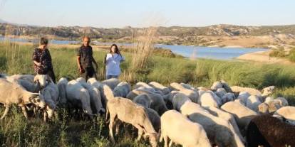 Çobanlık yaparken 2 dil öğrendi, birincilik beraberinde geldi: Üniversiteyi birincilikle tamamladı