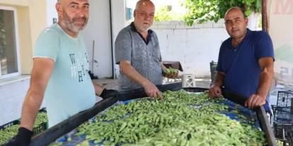 Aydın’ın verimli hasadı: Kilosu 200 TL’den satılıyor, Türkiye’nin dört bir yanına gönderiliyor