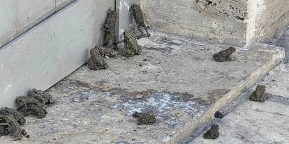 Sağanak sonrası ortaya çıktılar! Akaryakıt istasyonunda korkutan manzara
