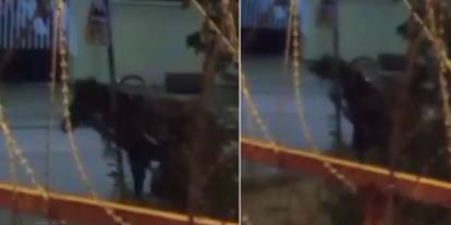 İstanbul'da akıl almaz vahşet: İnleme seslerini duyan mahalleli sokağa döküldü