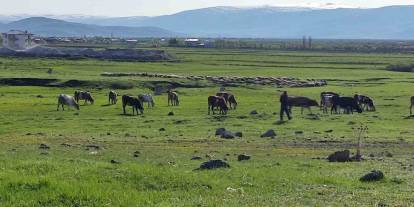Ardahan’da kuduz alarmı: Büyükbaş hayvanda tespit edildi, bölge karantinaya alındı