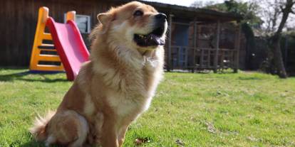 Almanya’da köpek sahiplerine vergi yükü: Yıllık ücret 1.660 euroya kadar çıkıyor