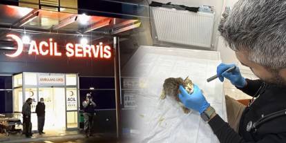 Tokat’ta norovirüs alarmı: Kedi ve köpeklerde de benzer belirtiler görüldü! 5 bin kişi hastanelik olmuştu