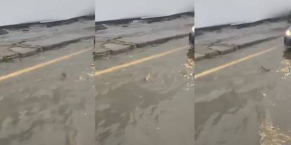 İstanbul'daki selde şaşırtan anlar! Sürücü balığa yol verdi
