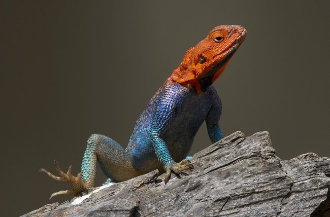animals-lizard-redheadedrockagama.jpg