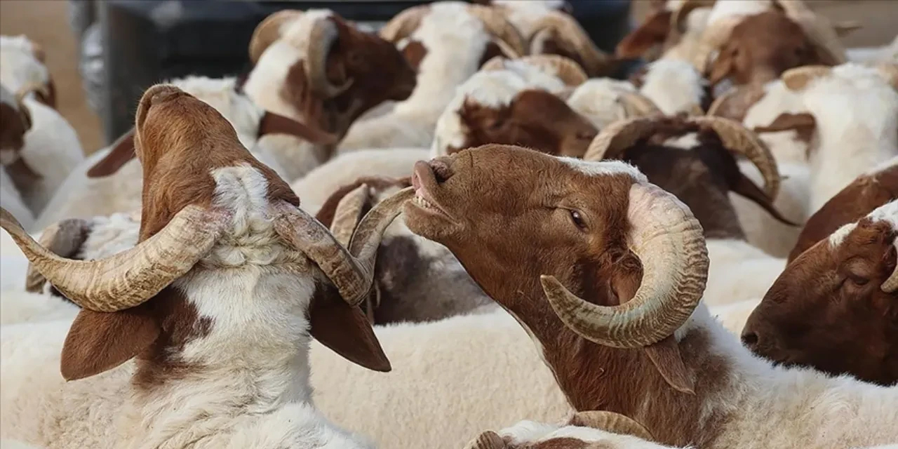 kurban-bayrami3.jpg